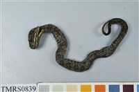 藏品(菊池氏龜殼花)的圖片